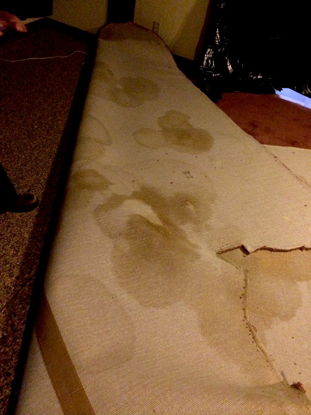 Dog urine stains found on carpet backing during a 