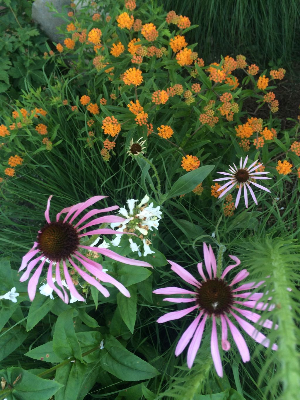 Bird and Butterfly Garden