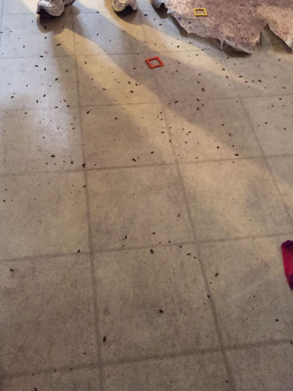 Floor covered in dead roaches during heat treatmen