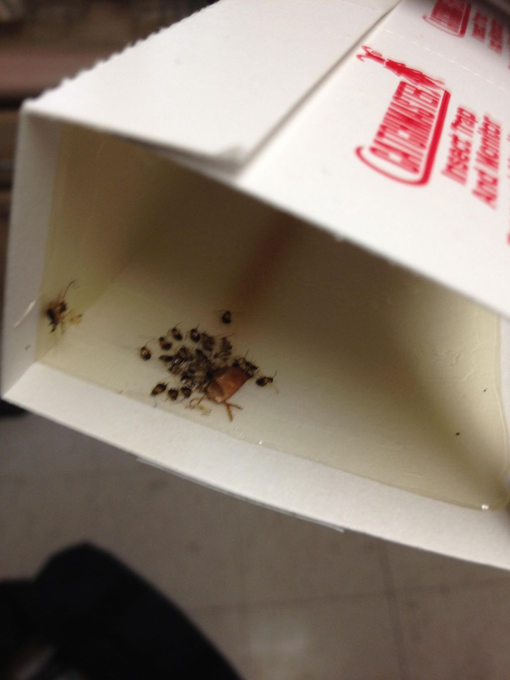 The German Cockroach the most common in homes carr