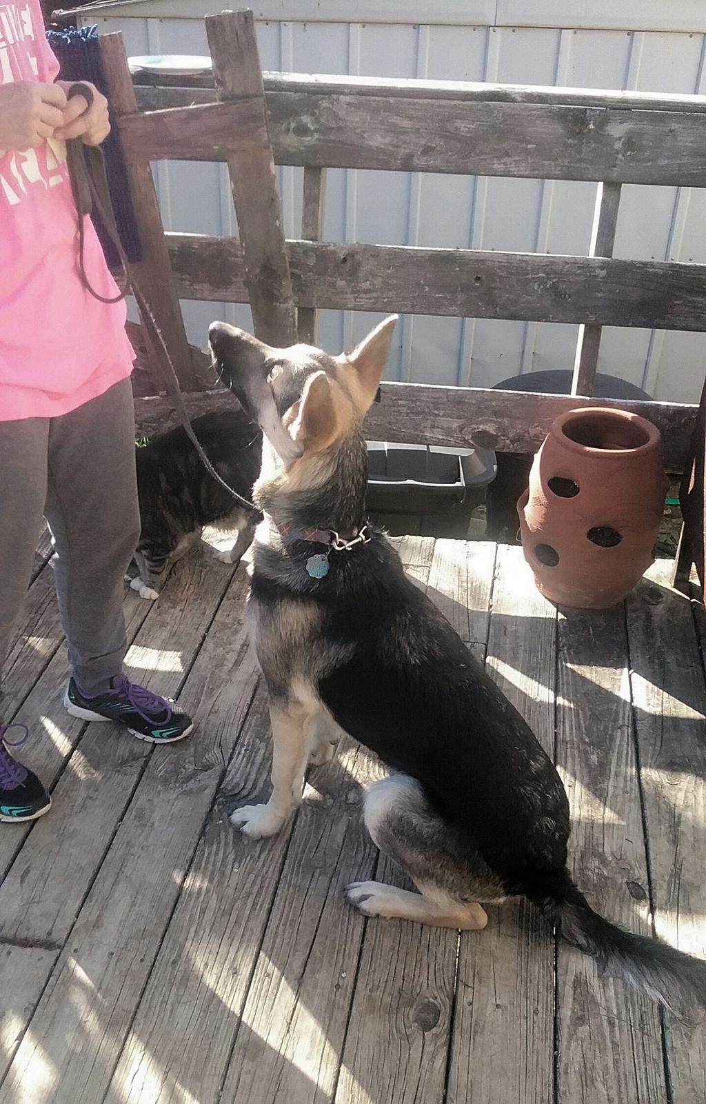 Ziva learning to Sit in front.