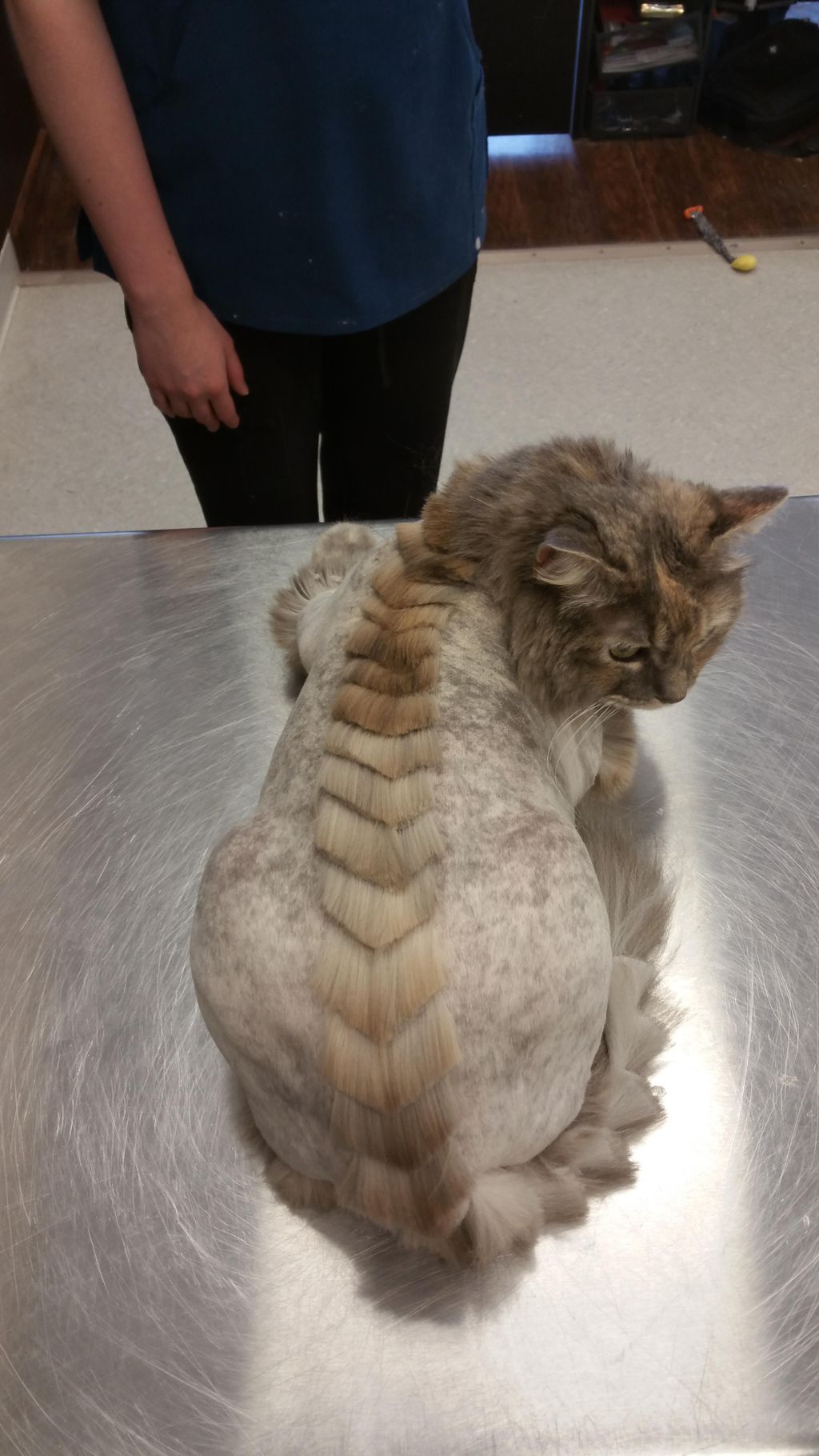 Dino or fancy pattern lion clips start at $75