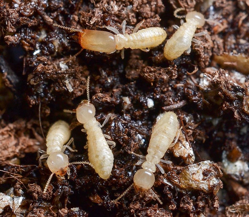 Termite Elimination 