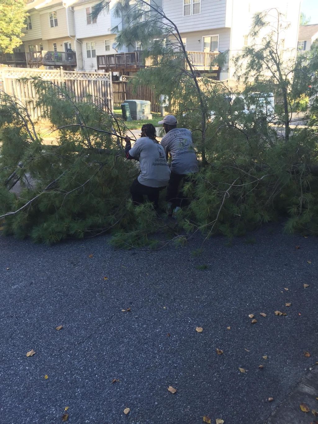 fallen tree couldn't stop the move