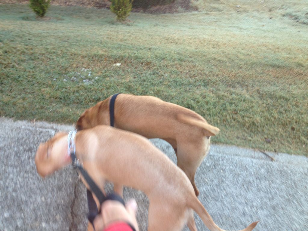 Lucy & Sammie sniffing before their walk in their 