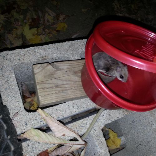 Removed a flying squirrel from inside a home in tr