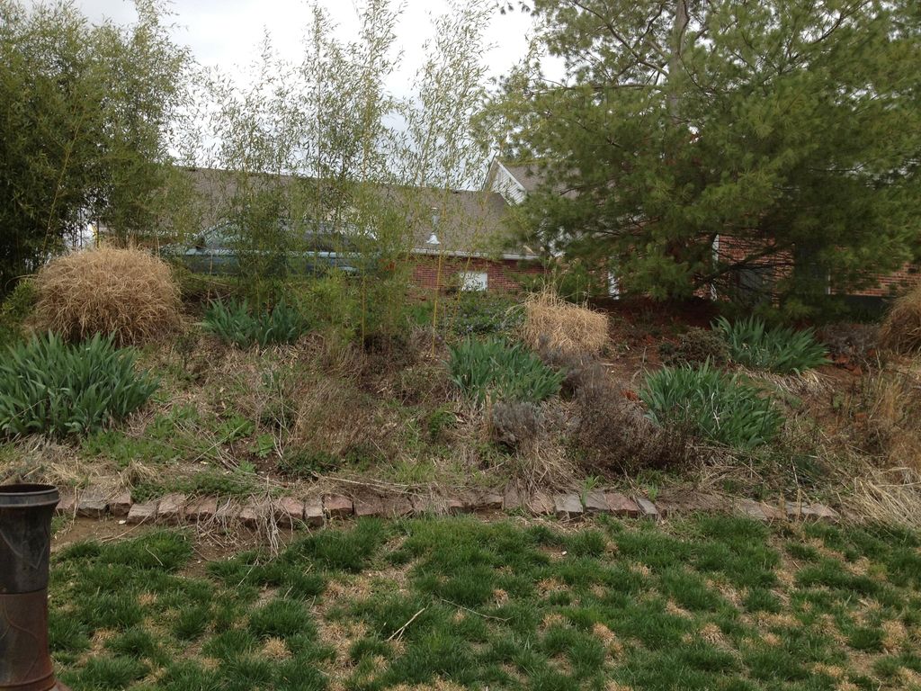 Backyard renovation - before picture