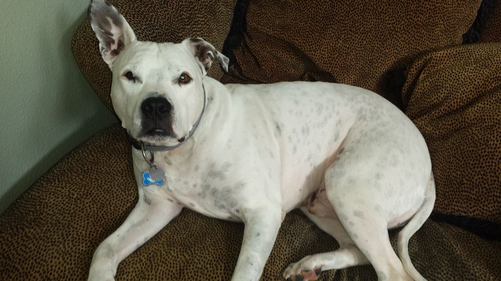 A Happy Damars Customer!