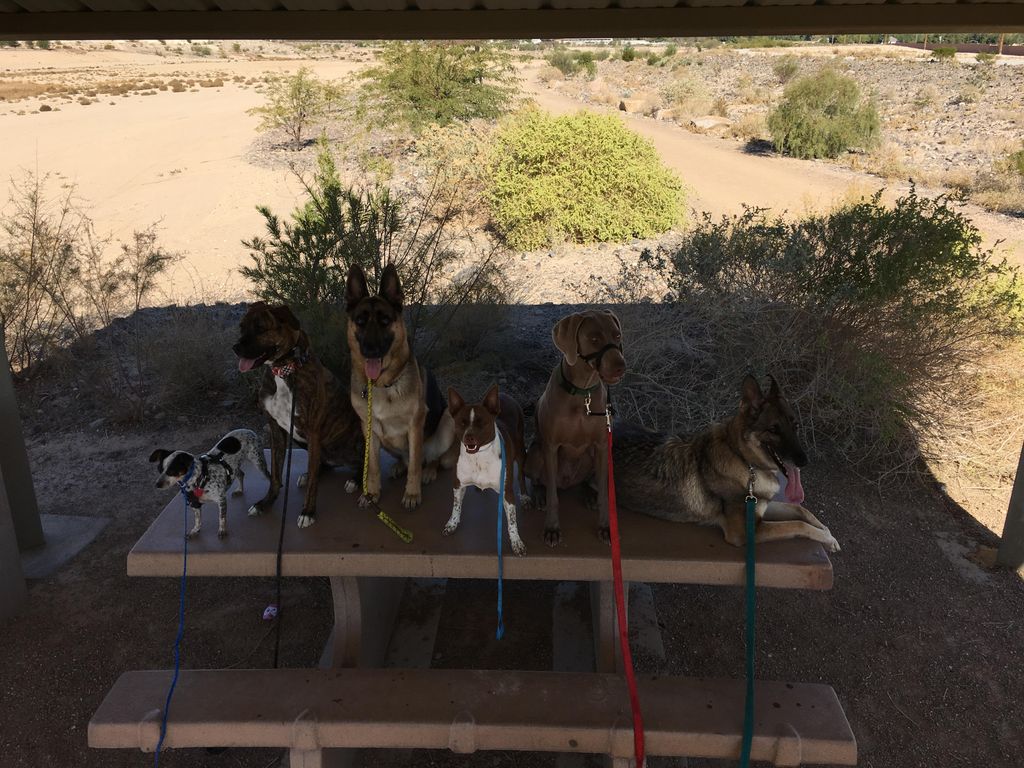 Obedience and Discipline 