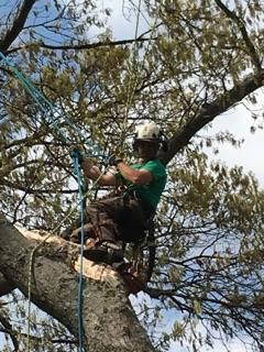 Top notch tree service