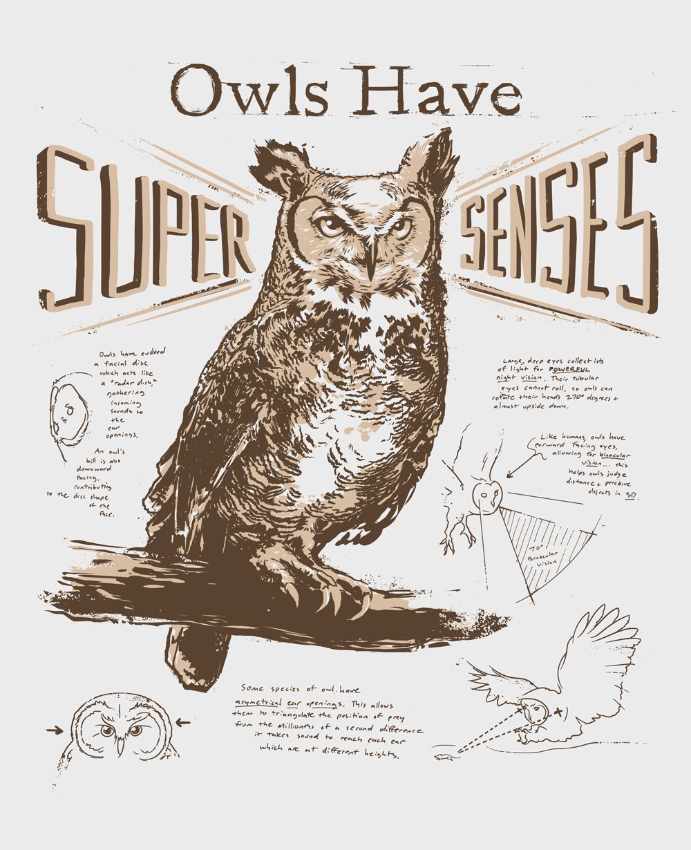 Owls Have Super Senses