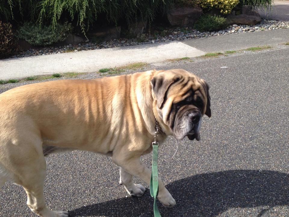 Say hello to Louis!  He is such a big sweetheart!