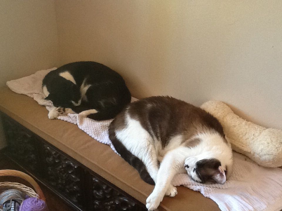 Two of my cats