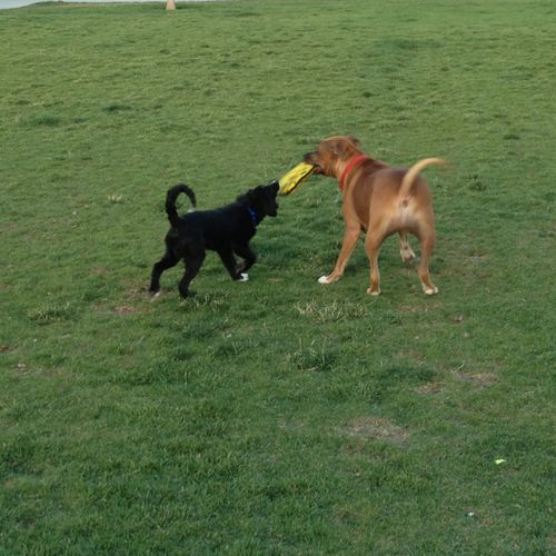 Puppies playing at the park