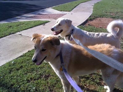 Bella and Rio, a winning pair of walkers!