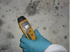 Mold Inspection