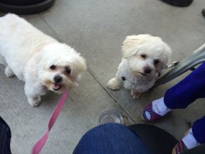 Molly and PeeWee staring at my croissant and wonde