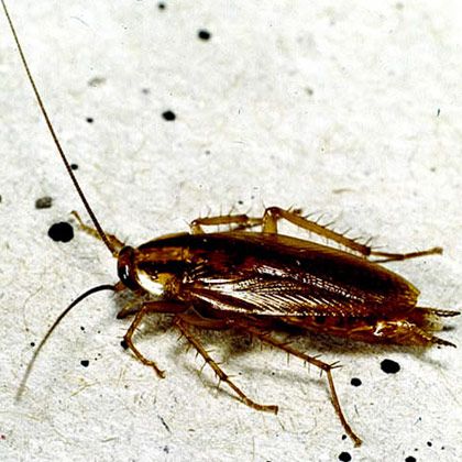 German Cockroach