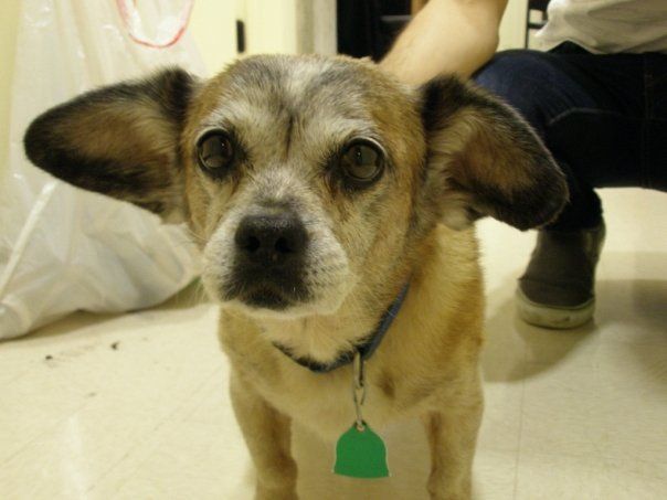 Pet sitting, Janet, for a friend over the holidays