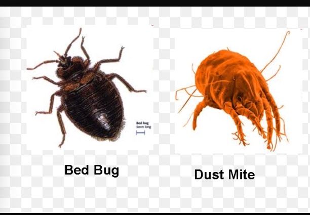 Let us be the judge! Bed bug jobs done right!