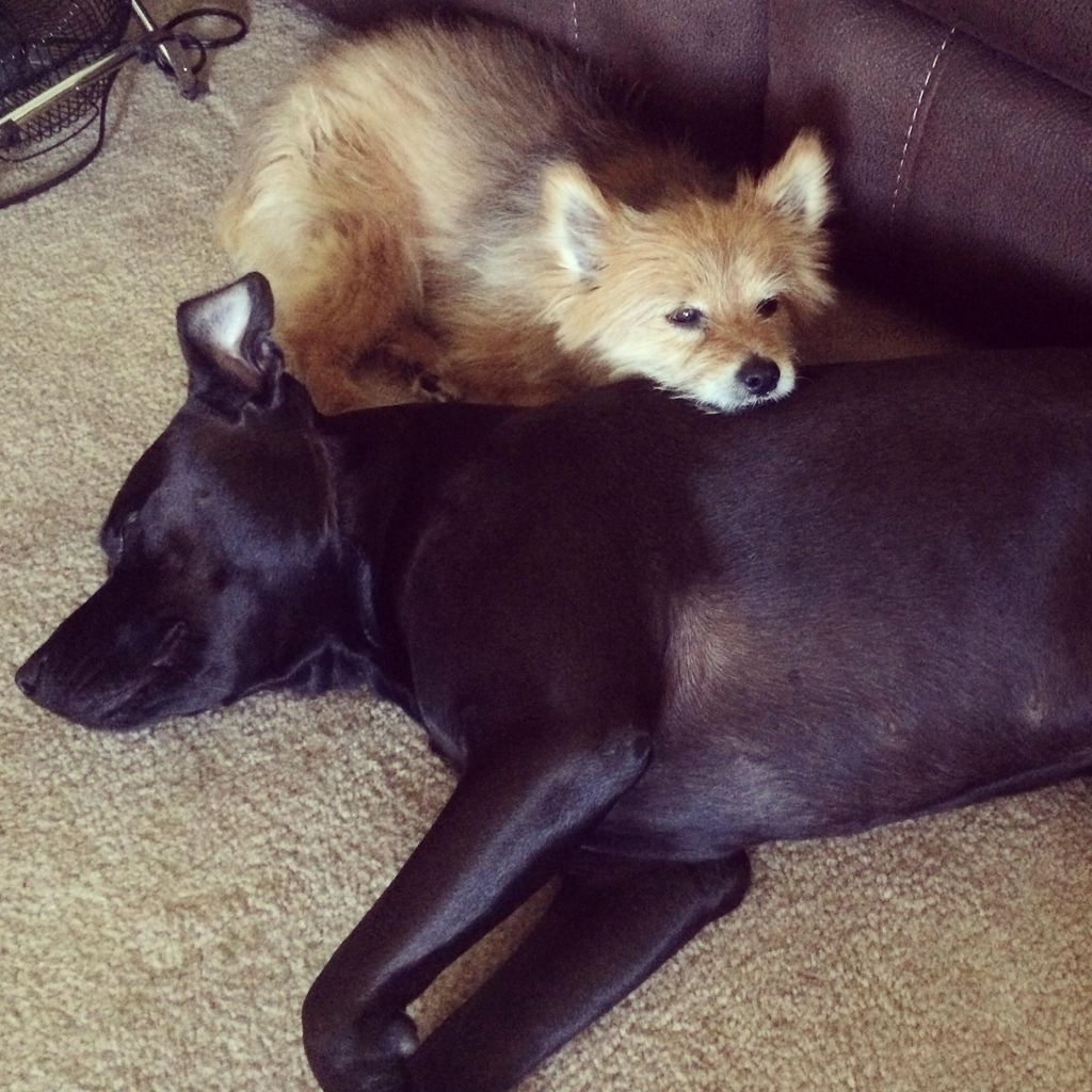 Little Eli resting on Scrappy.