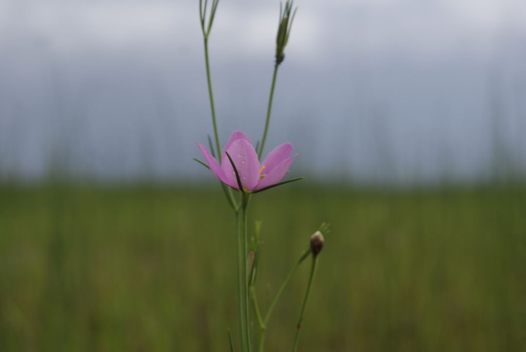 There is loneliness in beauty
