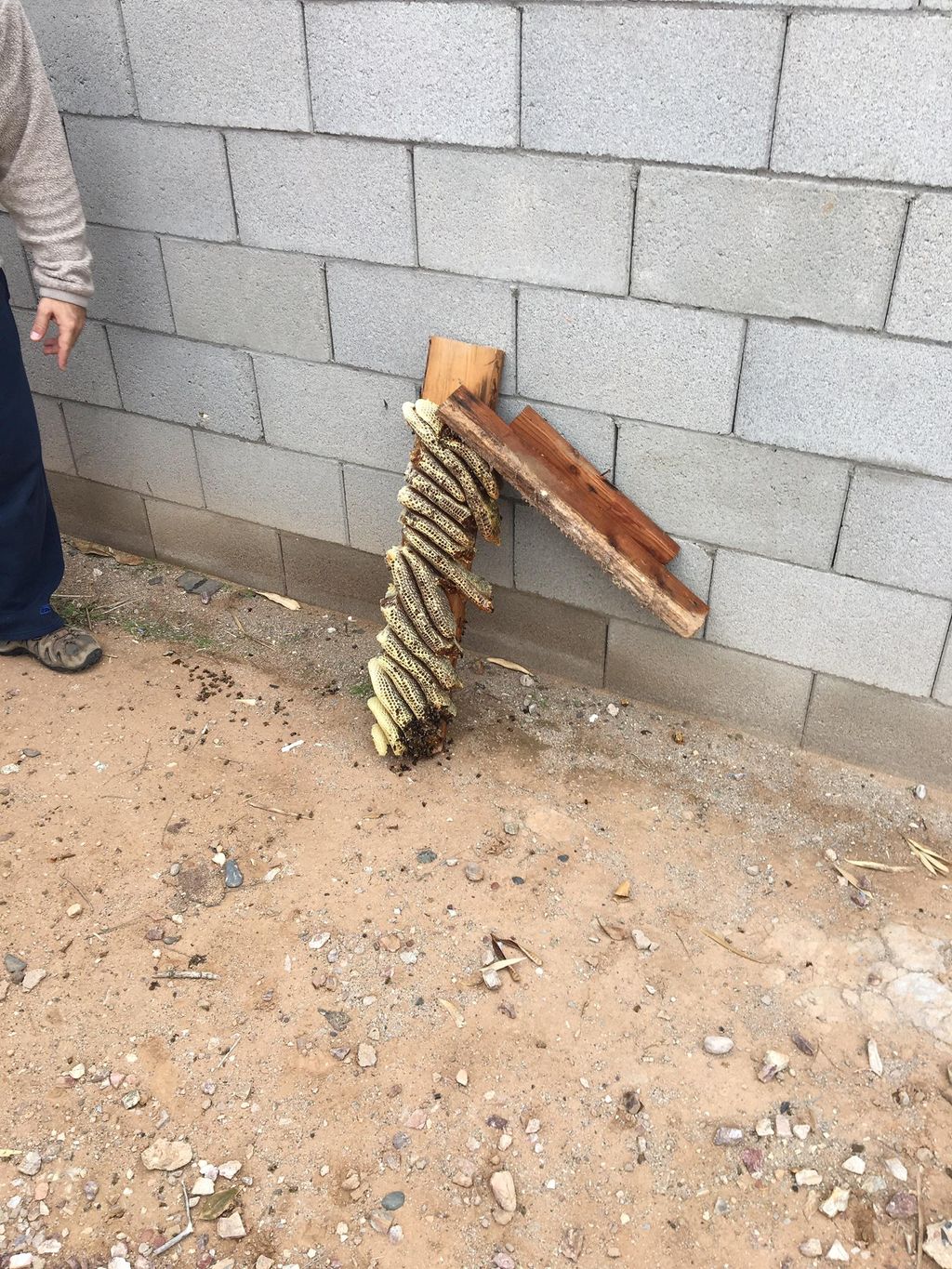 Removing honeycombs from a customers shed floor. W