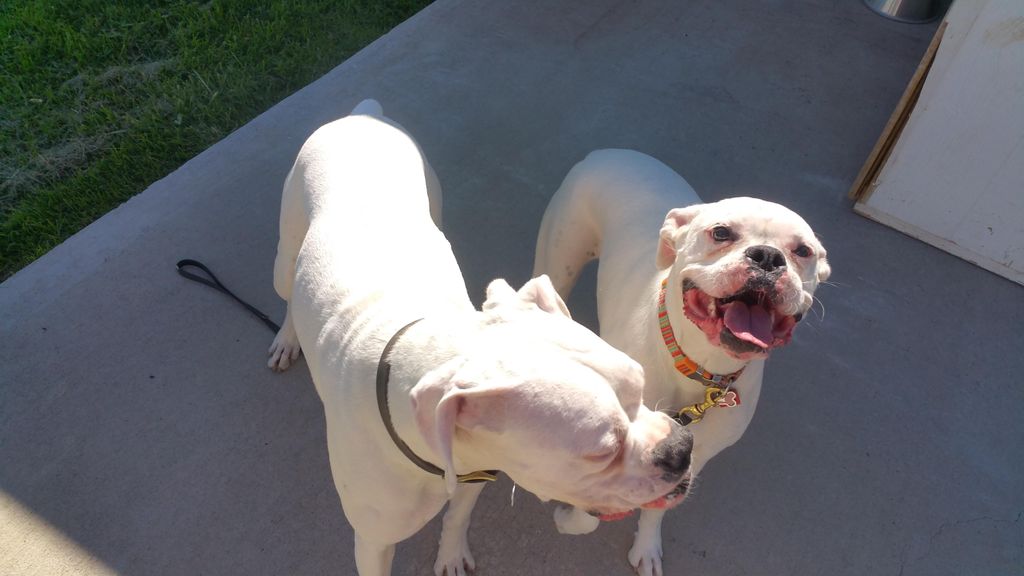 Boxer on the right was having some aggressive dog 