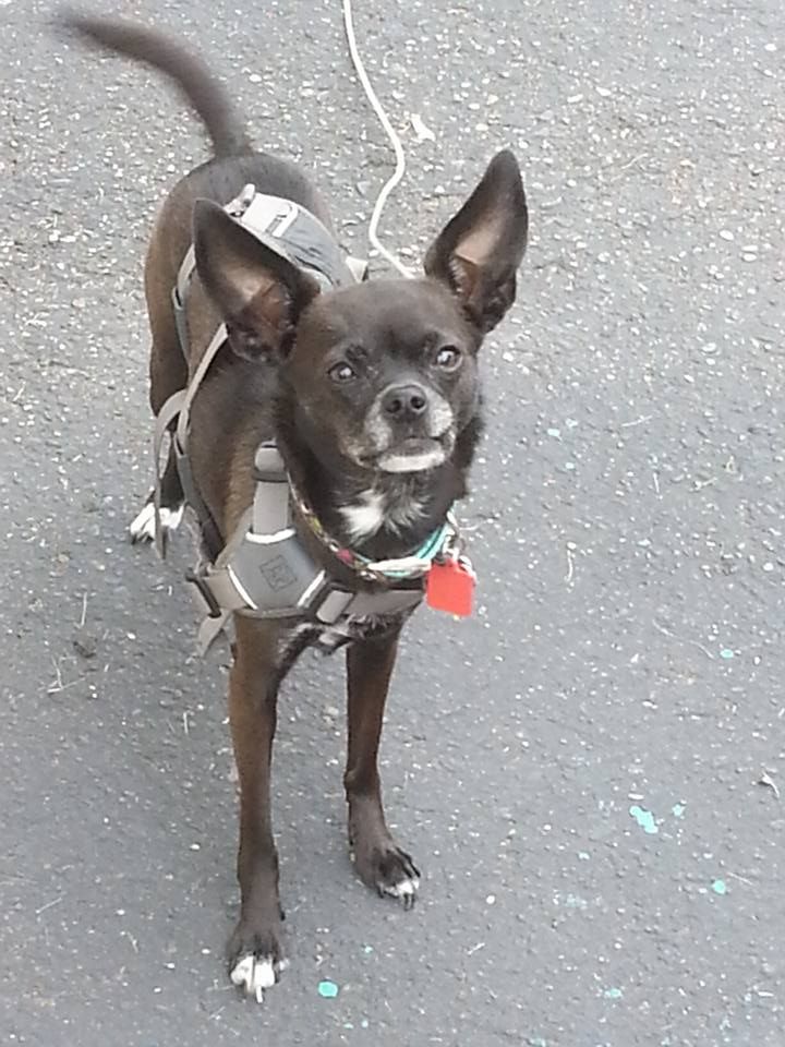 Gracie