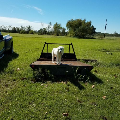 Prairie Kennels Cleveland, TX Thumbtack