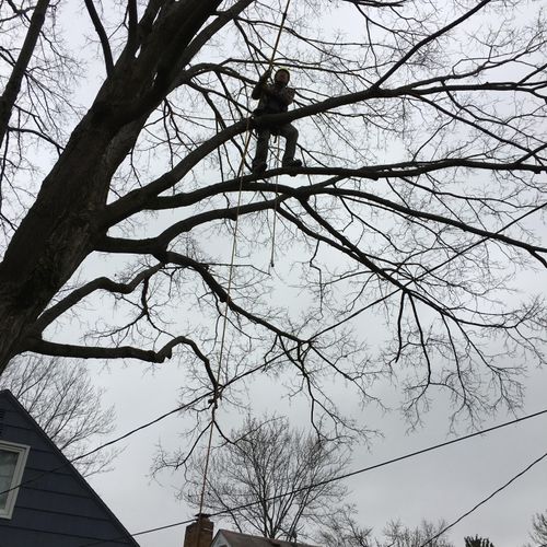 Our experienced tree climbers can handle any proje