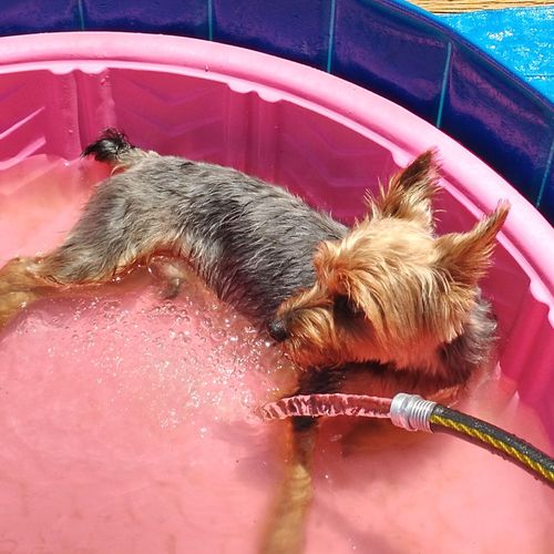 Milo relaxing in the puppy pool