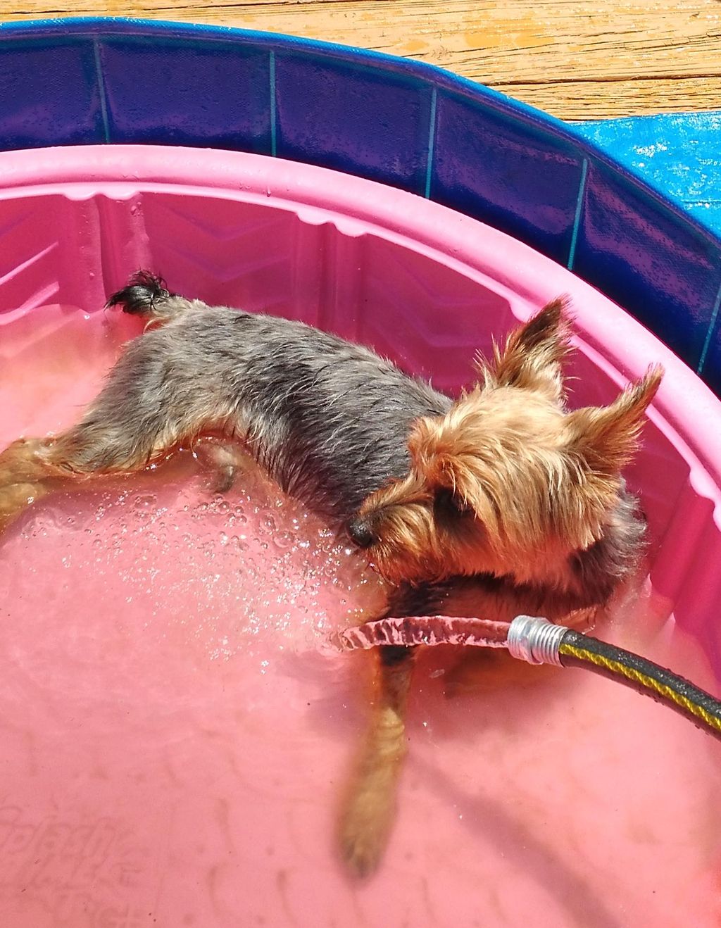 Milo relaxing in the puppy pool