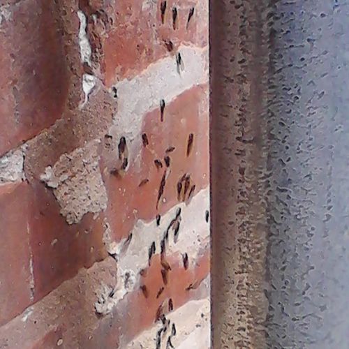 TERMITES: Invasion on Exterior Residential Wall!