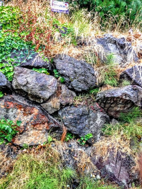 10 foot high wall in need of a weed out.
Seattle W