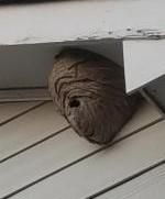Bald  Face Hornets nest (the size of a satellite d