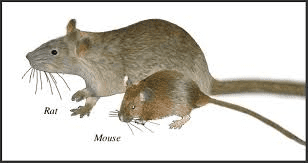 Rodents are capable of transmitting many diseases 