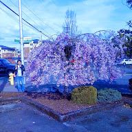 A Weeping Flowering Cherry (Prunus) I planted this