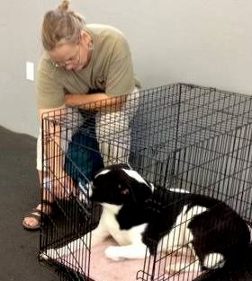 Teaching a dog to love resting in a crate is one o