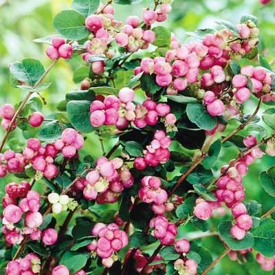 indian coral berry