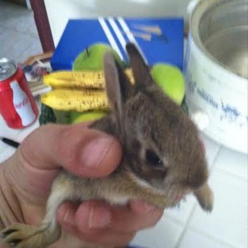 Baby rabbit relocated