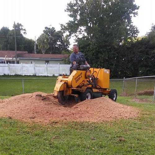 Best Tree Stump Grinding and Removal in Lakeland, FL
