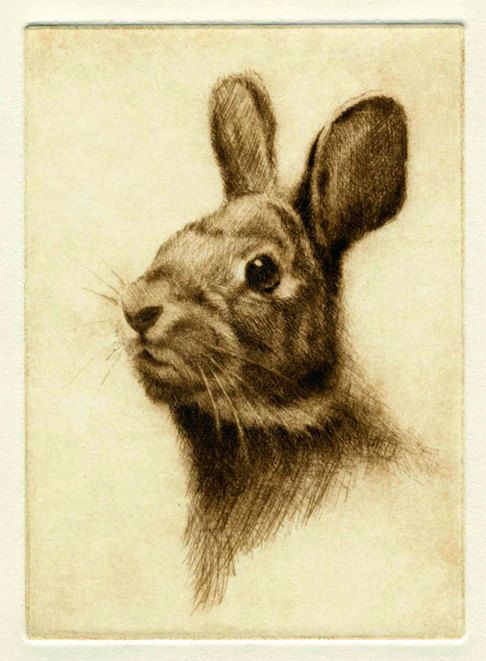 Cotton Tail Rabbit
Etching 7 x 5"  Neil Rizos
rizo