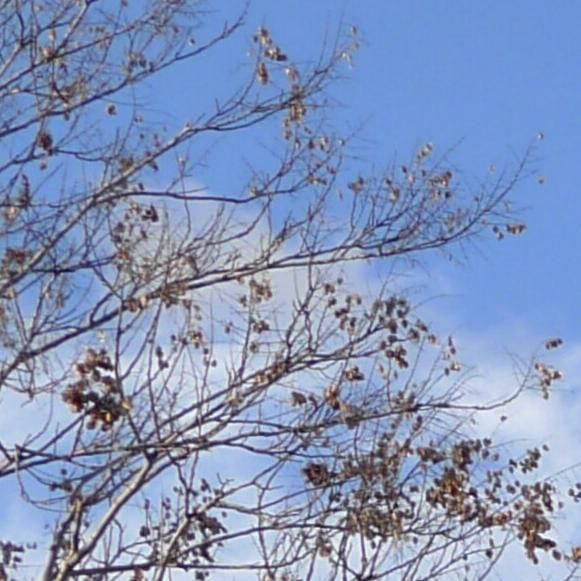 Fish Family Building