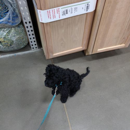 Auggie at Lowe's