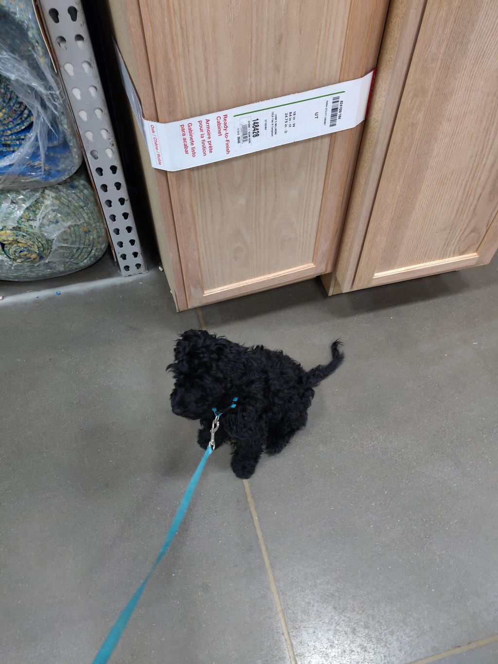 Auggie at Lowe's