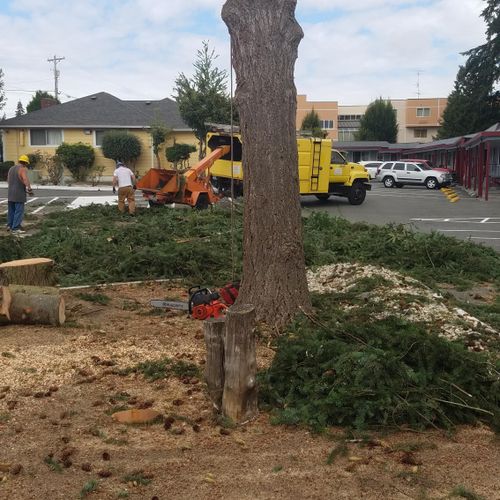 Fir tree removal in Lynnwood.