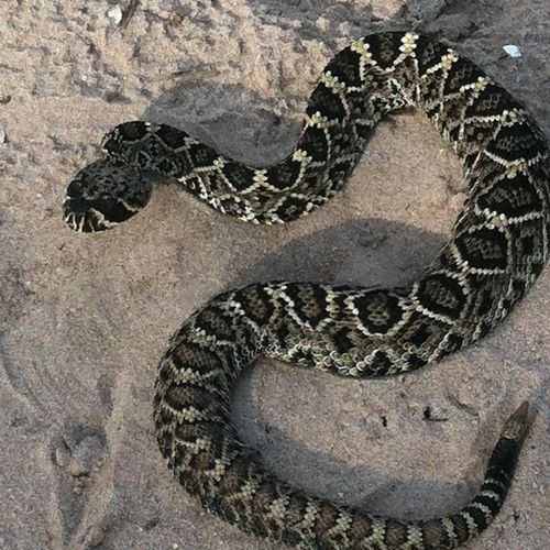 Snakes can pose health risks