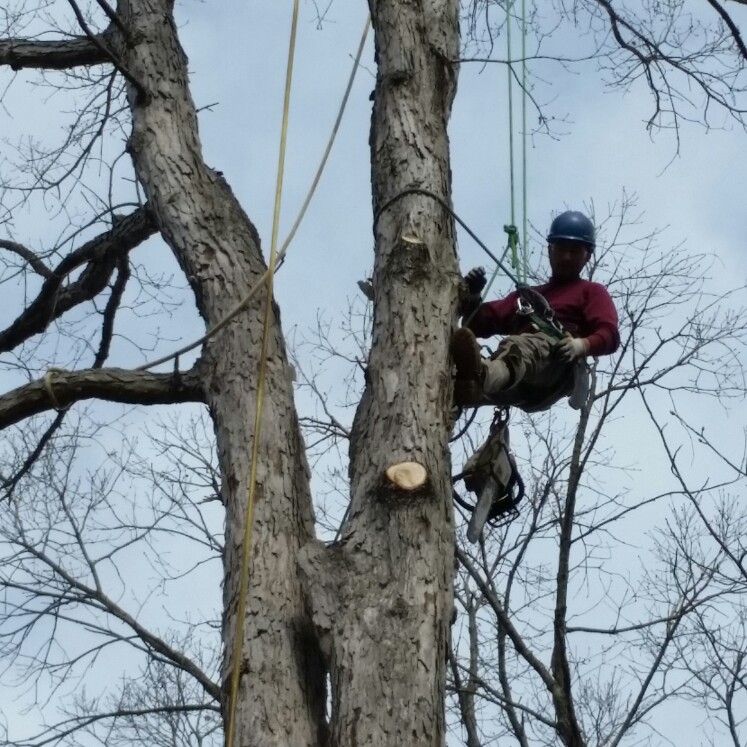 Jonathan's Tree Service