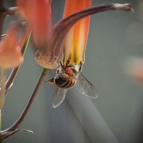 Honey Bee collecting pollen. Part of  "Vanishing B